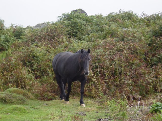 11th August - Newton Fell 009