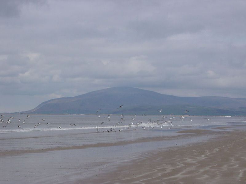 Walney Island - 28.03.05 017