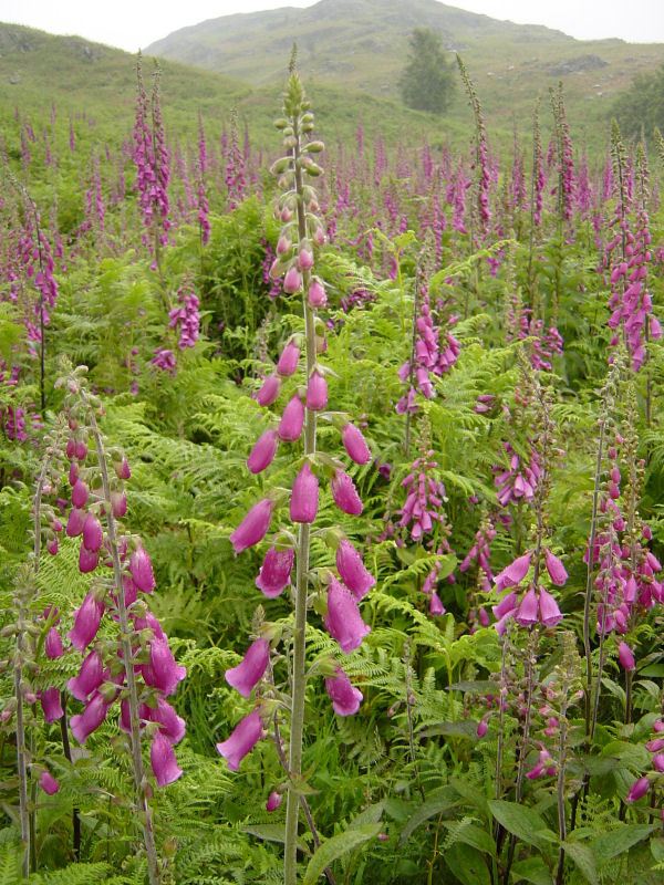 Woodland Fell - 15th June 004