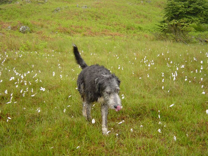 Woodland Fell - 15th June 017