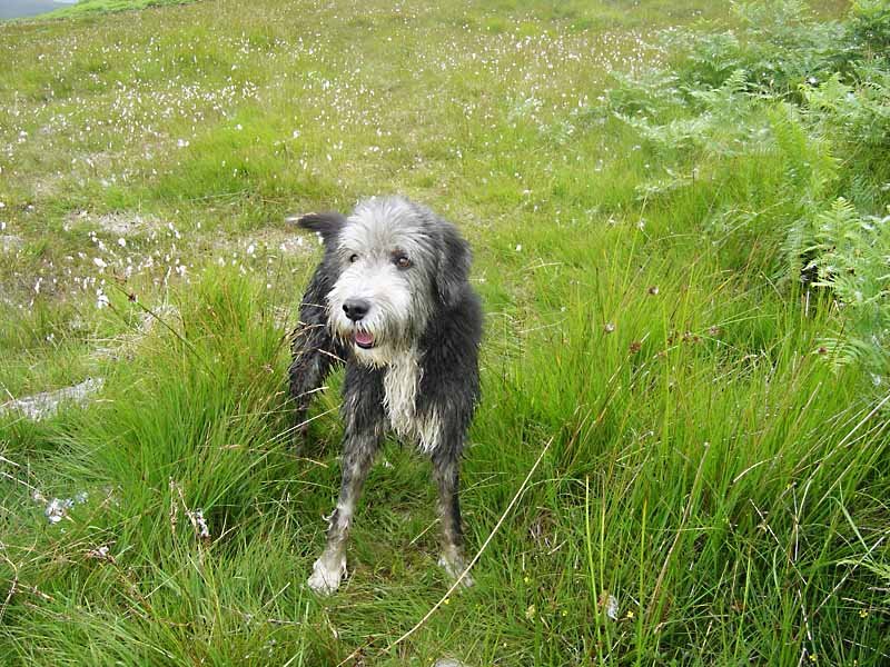 Rough Crag - 22nd July 026