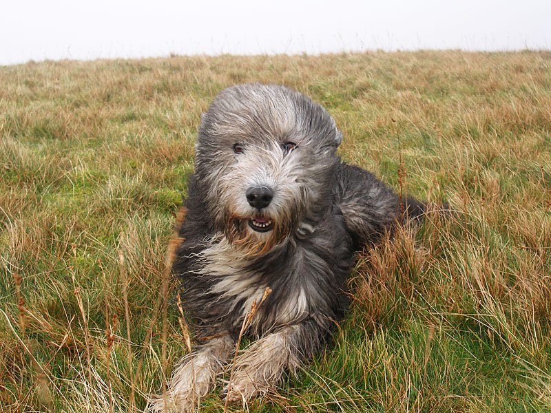 Gavel-Fell---02-11-05-034