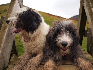The fell walking Bearded Collies