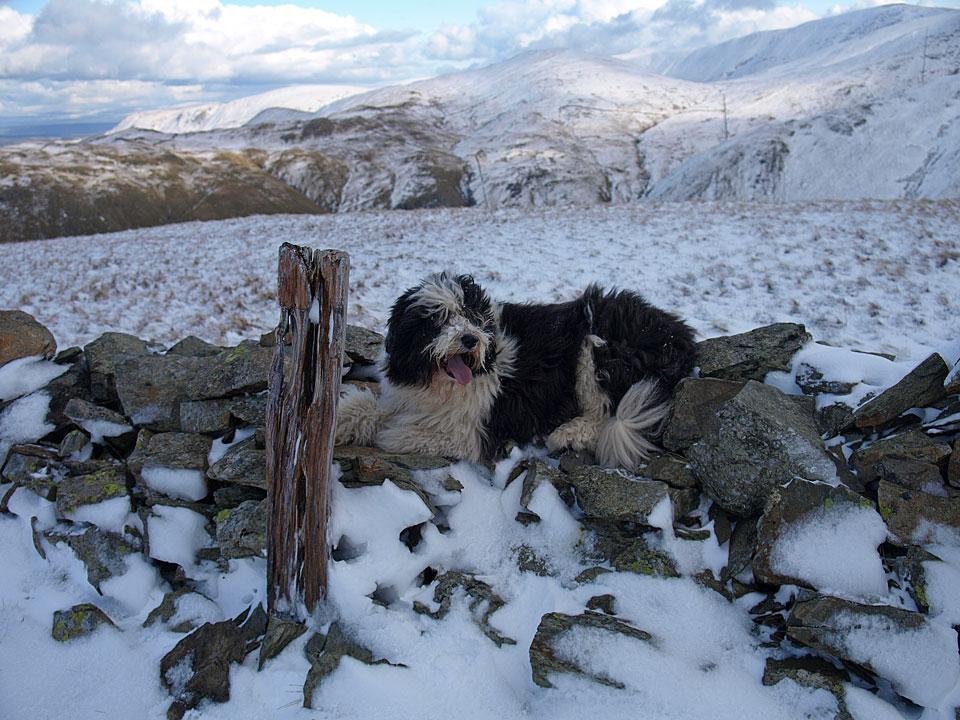 Casper next to the post that marks the summit
