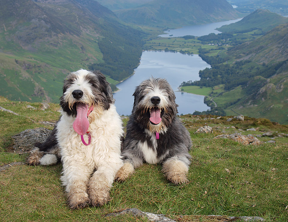 Casper and Dougal on the summit