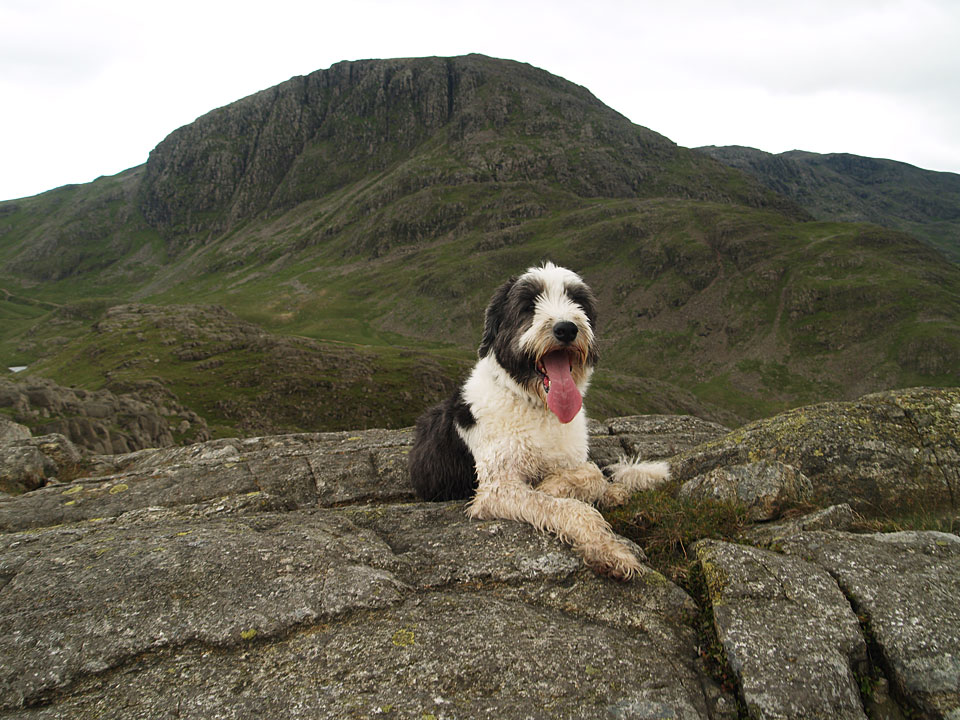 Casper on Great Slack, the highest and true summit of Seathwaite Fell with Great End behind