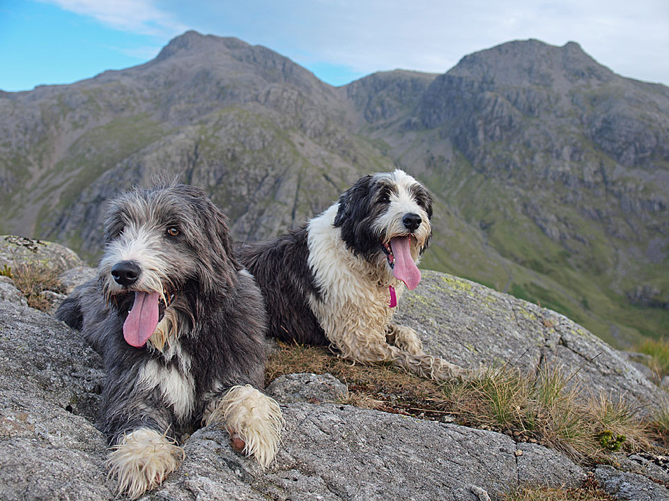 Dougal and Casper on High Gait Crags
