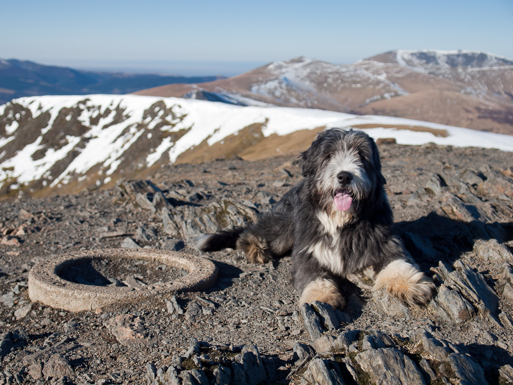 Dougal on the summit of Blencathra