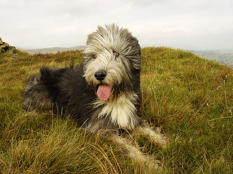 Angus on Bleaberry Knott, the highest point of Birk Fell