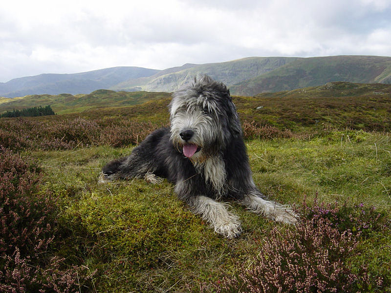Angus has a lie down on Naddle Low Forest
