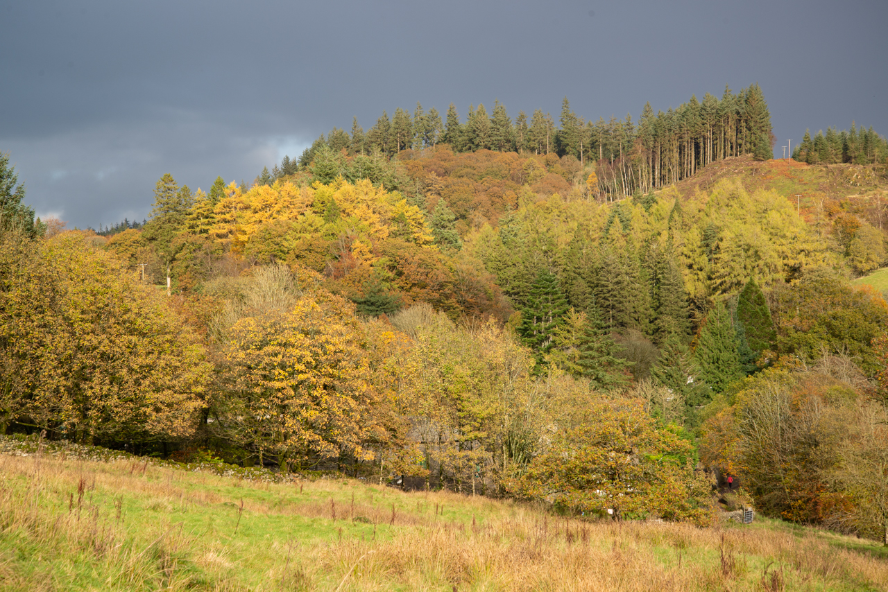 Grizedale Forest