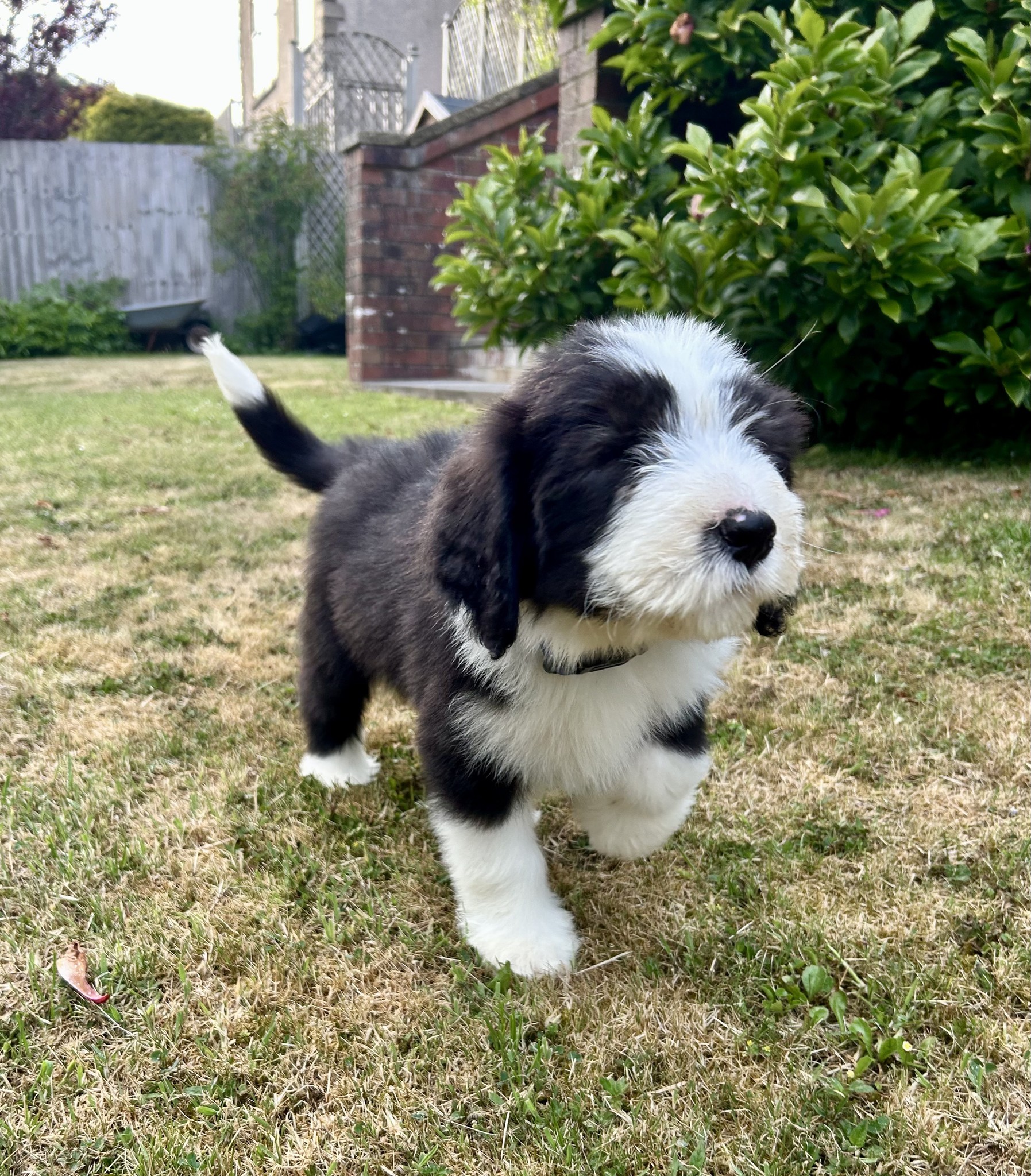 Meet Finlay!